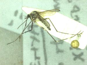  (Aedes ingrami - NRB 1401)  @12 [ ] Copyright (2011) NMK National Museums of Kenya