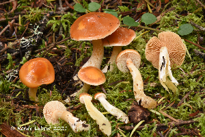  (Cortinarius vibratilis - MQ22-KEG050-HRL3471)  @11 [ ] Copyright (c) (2021) Renee Lebeuf Mycoquebec