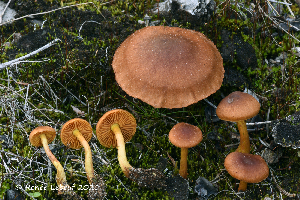  (Cortinarius croceus - MQ22-KEG080-HRL3501)  @11 [ ] Copyright (c) (2021) Renee Lebeuf Mycoquebec