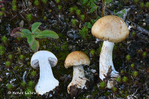  (Cortinarius fulvo-ochrascens - MQ22-KEG081-HRL3502)  @11 [ ] Copyright (c) (2021) Renee Lebeuf Mycoquebec