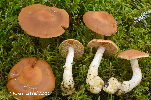  (Cortinarius armeniacus - MQ22-KEG094-HRL3515)  @11 [ ] Copyright (c) (2021) Renee Lebeuf Mycoquebec