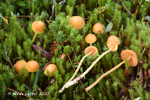  (Galerina pumila - MQ22-KEG096-HRL3517)  @11 [ ] Copyright (c) (2021) Renee Lebeuf Mycoquebec