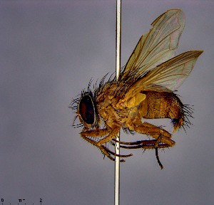  (Tricycleopsis paradoxa - KEIB_DIP_02090)  @11 [ ] by-nc (2021) Krzysztof Szpila Nicolaus Copernicus University