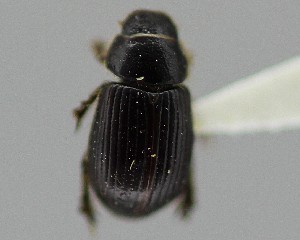  (Aegialia cartwrighti - CCDB-34926-A05)  @11 [ ] Unspecified (default): All Rights Reserved  Unspecified Unspecified