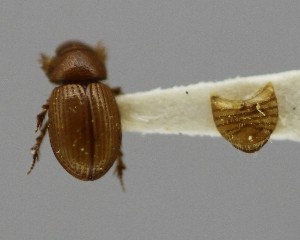  (Aegialia concinna - CCDB-34926-A06)  @11 [ ] Unspecified (default): All Rights Reserved  Unspecified Unspecified