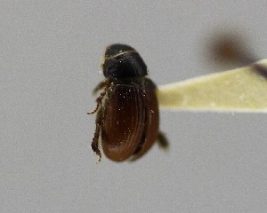  (Aegialia convexa - CCDB-34926-A08)  @11 [ ] Unspecified (default): All Rights Reserved  Unspecified Unspecified