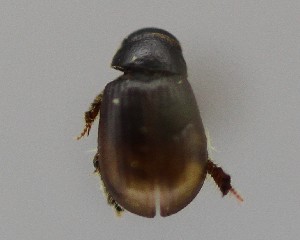  (Aegialia kelsoi - CCDB-34926-A12)  @11 [ ] Unspecified (default): All Rights Reserved  Unspecified Unspecified