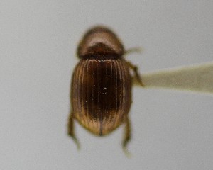  (Aegialia knighti - CCDB-34926-B01)  @11 [ ] Unspecified (default): All Rights Reserved  Unspecified Unspecified