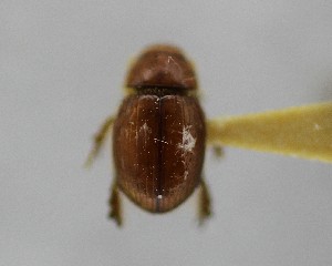  (Aegialia magnifica - CCDB-34926-B03)  @11 [ ] Unspecified (default): All Rights Reserved  Unspecified Unspecified