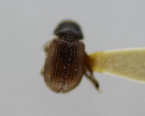  (Aegialia nigrella - CCDB-34926-B04)  @11 [ ] Unspecified (default): All Rights Reserved  Unspecified Unspecified