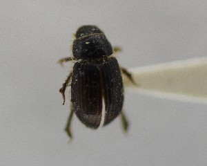  ( - CCDB-34926-B06)  @11 [ ] Unspecified (default): All Rights Reserved  Unspecified Unspecified