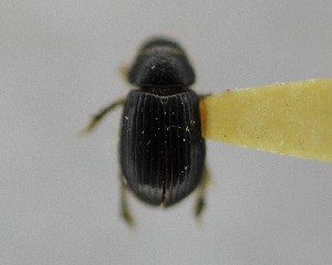  (Aegialia spinosa - CCDB-34926-B07)  @11 [ ] Unspecified (default): All Rights Reserved  Unspecified Unspecified