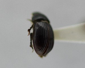  (Aegialia shimeki - CCDB-34926-B09)  @11 [ ] Unspecified (default): All Rights Reserved  Unspecified Unspecified