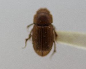  (Agoliinus ashworthi - CCDB-34926-C04)  @11 [ ] Unspecified (default): All Rights Reserved  Unspecified Unspecified