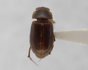  (Agoliinus idahoensis - CCDB-34926-E04)  @11 [ ] Unspecified (default): All Rights Reserved  Unspecified Unspecified