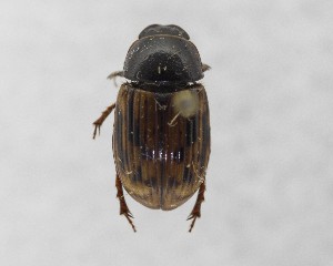  (Agoliinus malkini - CCDB-34926-E10)  @11 [ ] Unspecified (default): All Rights Reserved  Unspecified Unspecified