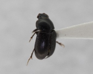  (Agoliinus plutonicus - CCDB-34926-F02)  @11 [ ] Unspecified (default): All Rights Reserved  Unspecified Unspecified