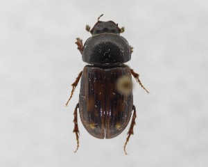  (Agoliinus sigmoideus - CCDB-34926-F05)  @11 [ ] Unspecified (default): All Rights Reserved  Unspecified Unspecified
