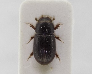  (Ammoecius terminatus - CCDB-34926-G01)  @11 [ ] Unspecified (default): All Rights Reserved  Unspecified Unspecified