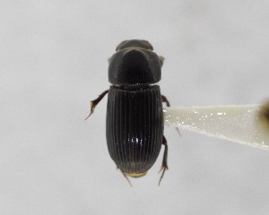  (Ataenius apicalis - CCDB-34926-H01)  @11 [ ] Unspecified (default): All Rights Reserved  Unspecified Unspecified