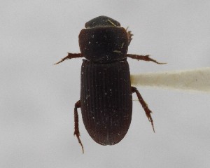  (Ataenius barberi - CCDB-34926-H02)  @11 [ ] Unspecified (default): All Rights Reserved  Unspecified Unspecified