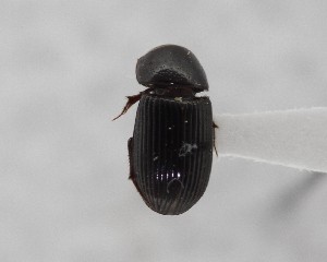  ( - CCDB-34926-H05)  @11 [ ] Unspecified (default): All Rights Reserved  Unspecified Unspecified