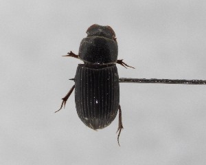  ( - CCDB-34926-H06)  @11 [ ] Unspecified (default): All Rights Reserved  Unspecified Unspecified