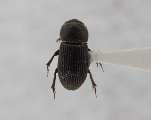  (Ataenius confertus - CCDB-34926-H07)  @11 [ ] Unspecified (default): All Rights Reserved  Unspecified Unspecified