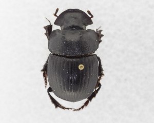  (Catharsius africanus - CCDB-34934-A03)  @11 [ ] Unspecified (default): All Rights Reserved  Unspecified Unspecified