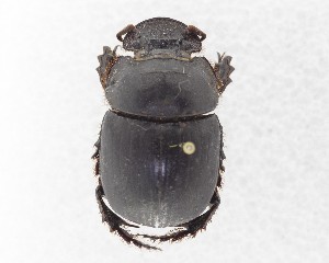  (Catharsius dux - CCDB-34934-A05)  @11 [ ] Unspecified (default): All Rights Reserved  Unspecified Unspecified