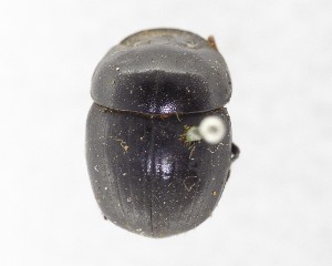  ( - CCDB-34934-A08)  @11 [ ] Unspecified (default): All Rights Reserved  Unspecified Unspecified