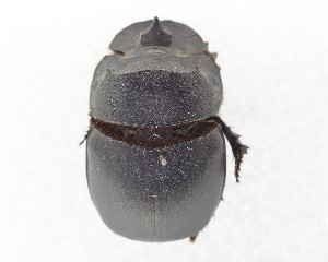  ( - CCDB-34934-A09)  @11 [ ] Unspecified (default): All Rights Reserved  Unspecified Unspecified