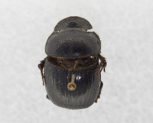  (Catharsius pithecius - CCDB-34934-A10)  @11 [ ] Unspecified (default): All Rights Reserved  Unspecified Unspecified