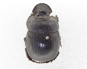  (Catharsius platycerus - CCDB-34934-A11)  @11 [ ] Unspecified (default): All Rights Reserved  Unspecified Unspecified