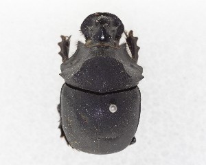  (Catharsius - CCDB-34934-A12)  @11 [ ] Unspecified (default): All Rights Reserved  Unspecified Unspecified