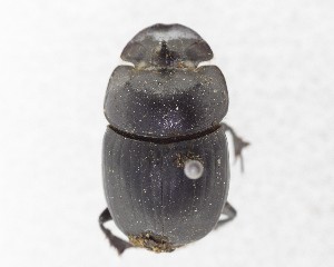  (Catharsius sesostris - CCDB-34934-B02)  @11 [ ] Unspecified (default): All Rights Reserved  Unspecified Unspecified