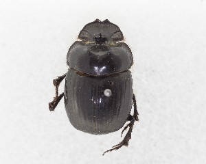  (Catharsius stuhlmanni - CCDB-34934-B03)  @11 [ ] Unspecified (default): All Rights Reserved  Unspecified Unspecified