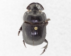  (Catharsius sp - CCDB-34934-B05)  @11 [ ] Unspecified (default): All Rights Reserved  Unspecified Unspecified