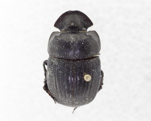  ( - CCDB-34934-B06)  @11 [ ] Unspecified (default): All Rights Reserved  Unspecified Unspecified