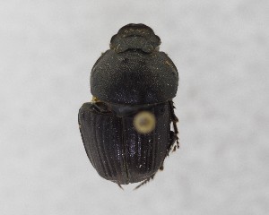  (Phalops boschas - CCDB-34934-D10)  @11 [ ] Unspecified (default): All Rights Reserved  Unspecified Unspecified