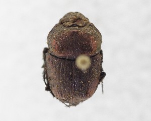  (Phalops vanellus - CCDB-34934-E01)  @11 [ ] Unspecified (default): All Rights Reserved  Unspecified Unspecified