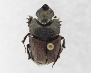  ( - CCDB-34934-E02)  @11 [ ] Unspecified (default): All Rights Reserved  Unspecified Unspecified