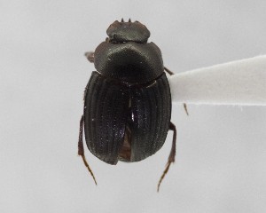  (Epactoides frontalis - CCDB-34934-E08)  @11 [ ] Unspecified (default): All Rights Reserved  Unspecified Unspecified