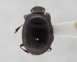  (Apotolamprus - CCDB-34934-E10)  @11 [ ] Unspecified (default): All Rights Reserved  Unspecified Unspecified