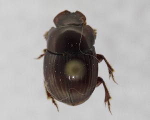  ( - CCDB-34934-F01)  @11 [ ] Unspecified (default): All Rights Reserved  Unspecified Unspecified