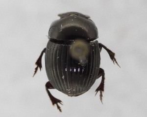  ( - CCDB-34934-F02)  @11 [ ] Unspecified (default): All Rights Reserved  Unspecified Unspecified