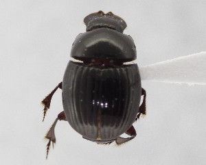  ( - CCDB-34934-F06)  @11 [ ] Unspecified (default): All Rights Reserved  Unspecified Unspecified