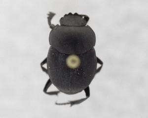  (Canthon ebenus - CCDB-34934-F12)  @11 [ ] Unspecified (default): All Rights Reserved  Unspecified Unspecified