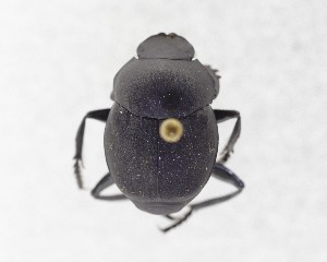  ( - CCDB-34934-G01)  @11 [ ] Unspecified (default): All Rights Reserved  Unspecified Unspecified