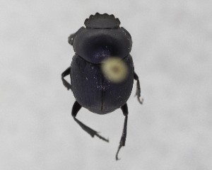  ( - CCDB-34934-G05)  @11 [ ] Unspecified (default): All Rights Reserved  Unspecified Unspecified